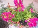 bougainvillea ciclam =oranj