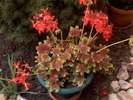 pelargonium zonale germania