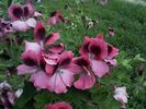 pelargonium