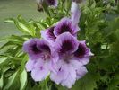 pelargonium