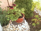 pelargonium