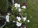 Pic0526038