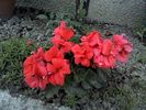 pelargonium zonale