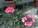 Pic0526053