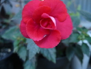 Detaliu floare Achimenes `Stan`s Delight`