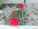 Pic0526067