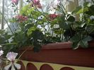 Pic0526097