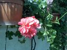 Pic0526049