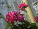 Pic0526104