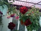 Pic0526022
