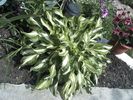 crin hosta