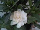 gardenia augusta