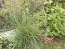 iarba de  pampas
