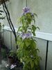 clematis