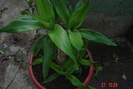 dracaena