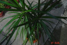 dracaena