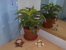 dracaena lemon