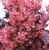 fallopia_09_tn