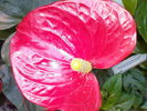 floare flamingo