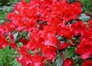 rododendron