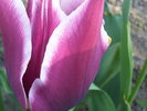img00390-20100417-1718