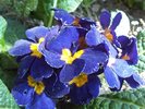 img00569-20100424-1436