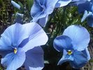 img00584-20100424-1545