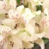 poze_flori-albe-10-150x150[1]