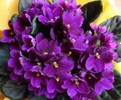 Violeta-africana