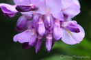 august12_chinese_wisteria_tlm_0885