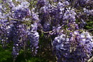 spring-flower-wisteria-clusters