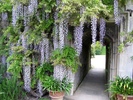 Wisteria1