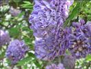 wisteria jjjj