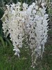 wisteria_alba