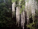 wisteria%20alba