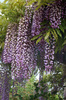 Wisteria%20floribunda