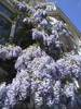 wisteria%20sinensis fff