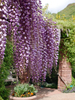 Wisteria%202