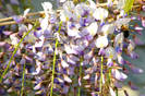 wisteria_big