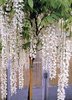 wisteria_floribunda_alba