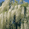 Wisteria_floribunda_PL_1_lg