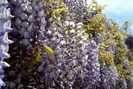 wisteria_sinensis_1