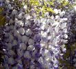 wisteria_sinensis_2