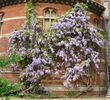 wisteria-spectacular-mine