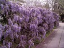 wisteria-blossoms