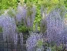 Wisteria-floribunda-Macrobotrys-030505-5s