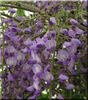 WisteriaFlorRoyalPurple