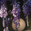 wisteria-m