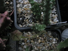 Stapelia variegata de la Irina - boboc
