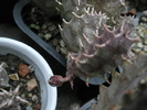 Huernia - oare?